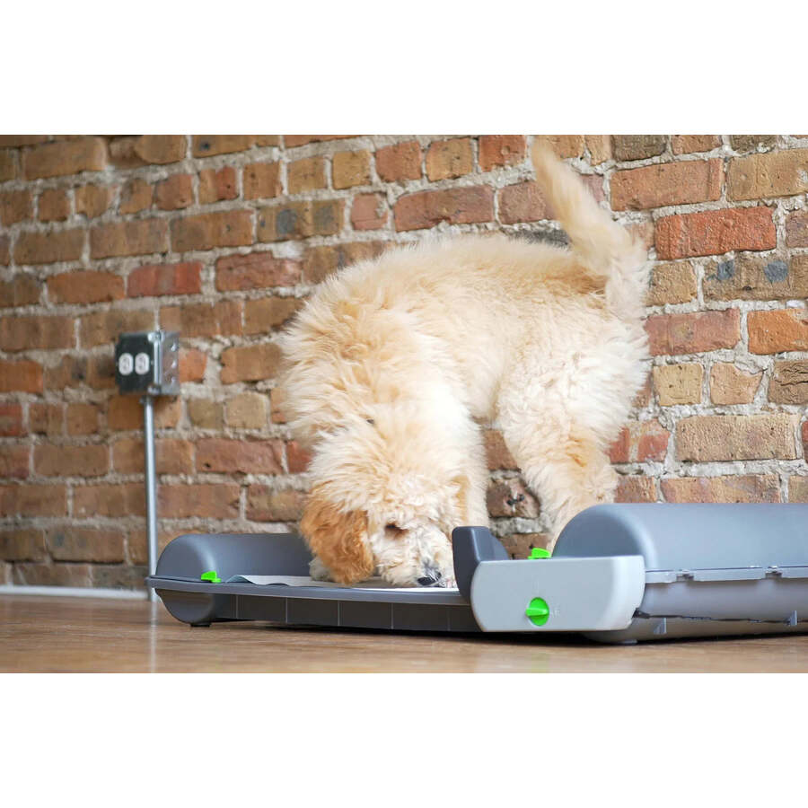 A dog using the BrilliantPad Smart station at home